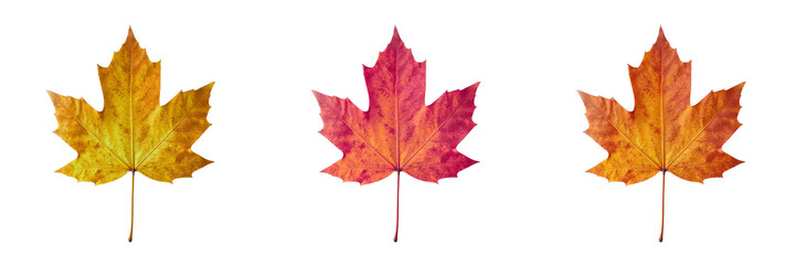 Naklejka premium Colorful autumn maple leaves in yellow, orange, and red hues 