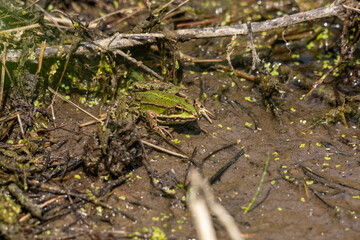 portrait d'une grenouille rousse vue de dessus, dans son biotope naturel