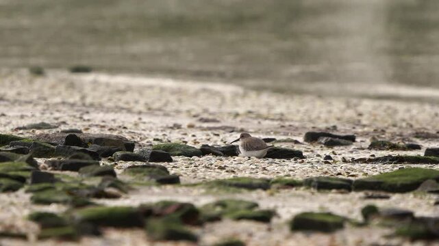 A dunlin (Calidris alpina) in winter plumage standing on a mudbank in winter.