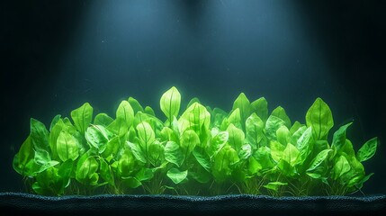 Lush Green Aquatic Plant Growth in a Freshwater Aquarium Environment