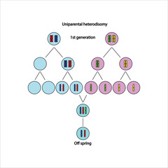 Uniparental Heterodisomy A Visual Guide to Genetic Inheritance