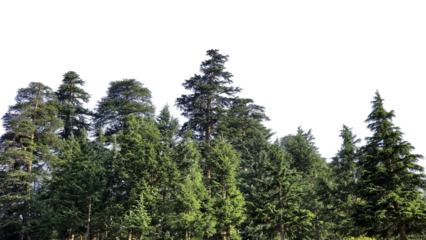 pine trees in the mountains isolated png