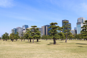 View of Chiyoda skyscrapers from Tokyo Gaien garden