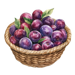 Governors Plum Fruit Basket, watercolor clipart vector, isolated on a white background.