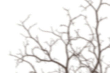Abstract Brown Coral Silhouette on Black Background