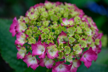 Frühsommer im westlichen Münsterland bei Borken