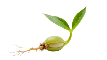 Young soybean seed sprout with split seed coat and developing cotyledon on the fourth day after germination