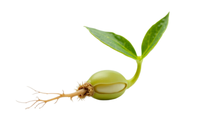 Young soybean seed sprout with split seed coat and developing cotyledon on the fourth day after germination