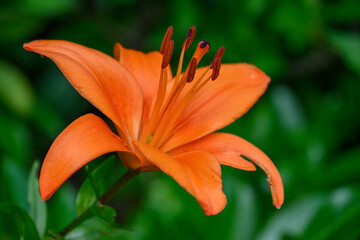 Fr&uuml;hsommer im westlichen M&uuml;nsterland bei Borken