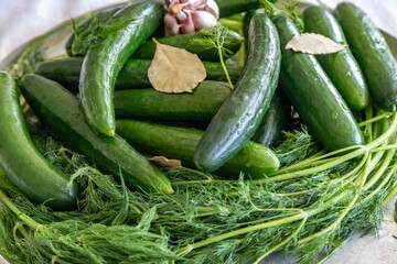 Fresh Cucumbers and Dill Ingredients for Pickling