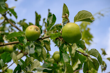 Frühsommer im westlichen Münsterland bei Borken