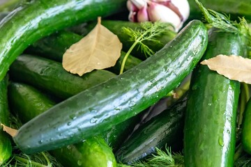 Fresh Cucumbers and Dill Ingredients for Pickling