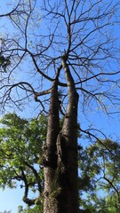 tree in the forest