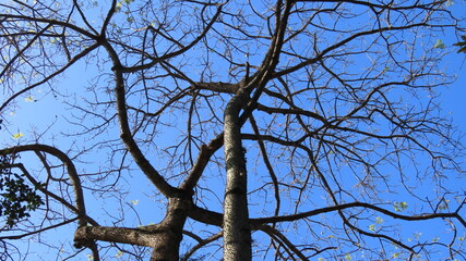 tree branches against blue sky
