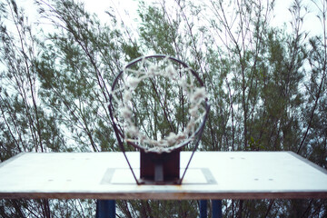 A basketball hoop is standing in front of some trees. frog view. bottom view