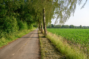 Obraz premium Frühsommer im westlichen Münsterland bei Borken