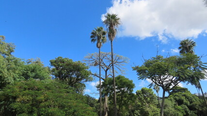 palm trees against blue sky