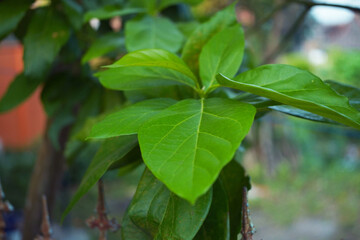 Green guava leaves growing on a branch