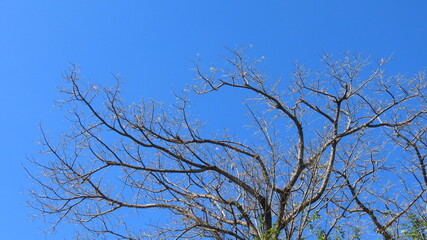 tree branches against blue sky