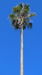 palm tree against blue sky
