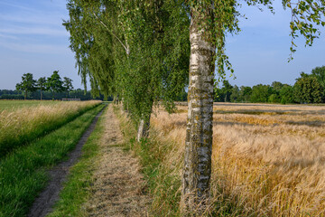 Fototapeta premium Frühsommer im westlichen Münsterland bei Borken