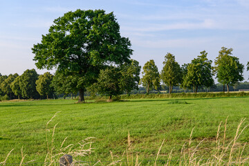 Frühsommer im westlichen Münsterland bei Borken