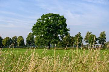 Obraz premium Frühsommer im westlichen Münsterland bei Borken