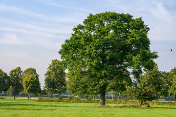 Frühsommer im westlichen Münsterland bei Borken