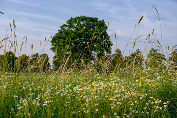 Frühsommer im westlichen Münsterland bei Borken
