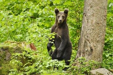 A young Brown Bear stood on his hind legs in a woodland clearing.