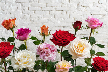 roses flower close up background 