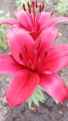 Fototapeta premium portrait