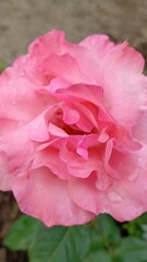 pink rose close up