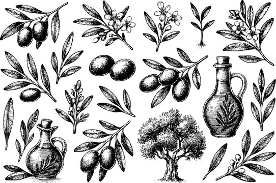 Vintage-style black and white illustrations of olive branches, olives, olive oil bottles, and an olive tree, representing Mediterranean agriculture and natural culinary ingredients