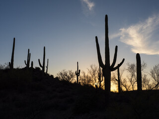 saguaro cactus at sunset