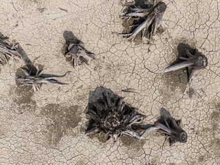 Dry Landscape with Tree Stumps on Cracked Soil, BC, Canada