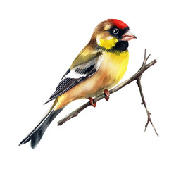 Goldfinch, watercolor vector, isolated on a white background.