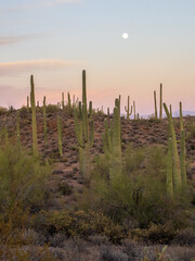 Obraz premium Arizona sunset with saguaros