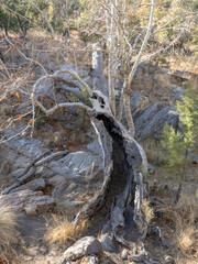 Dead tree in desert highlands