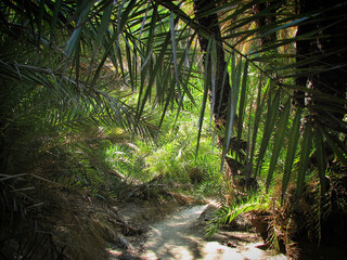 tropical forest in tropical jungle