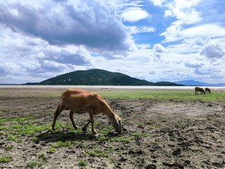 Sheep Grazing on Open Pasture by the Lake