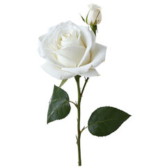 white rose isolated on transparent background