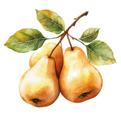 watercolor of Golden Pears With Leaves, vector, isolated on a white background.