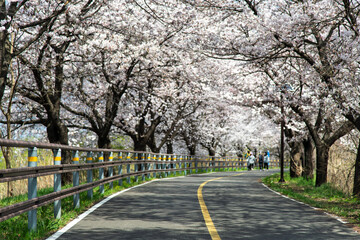 cherry blossoms at the roadside