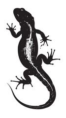 Salamanders silhouette isolated in White background