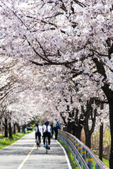 Obraz premium cherry blossoms and bikers on the road