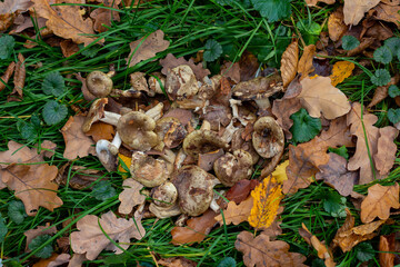 mushrooms in the forest