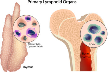 Illustration of Primary Lymphoid Organs: Thymus and Bone Marrow. T Cell and B Cell Development in Human Immune System. Lymphoid Organs and Immune Cells Formation