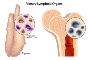 Illustration of Primary Lymphoid Organs: Thymus and Bone Marrow. T Cell and B Cell Development in Human Immune System. Lymphoid Organs and Immune Cells Formation