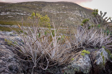 Field of bromeliads at Espinha&ccedil;o mountains